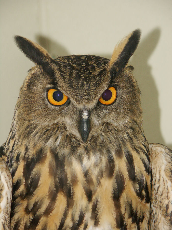 Eeo Nui Eurasian Eagle Owl